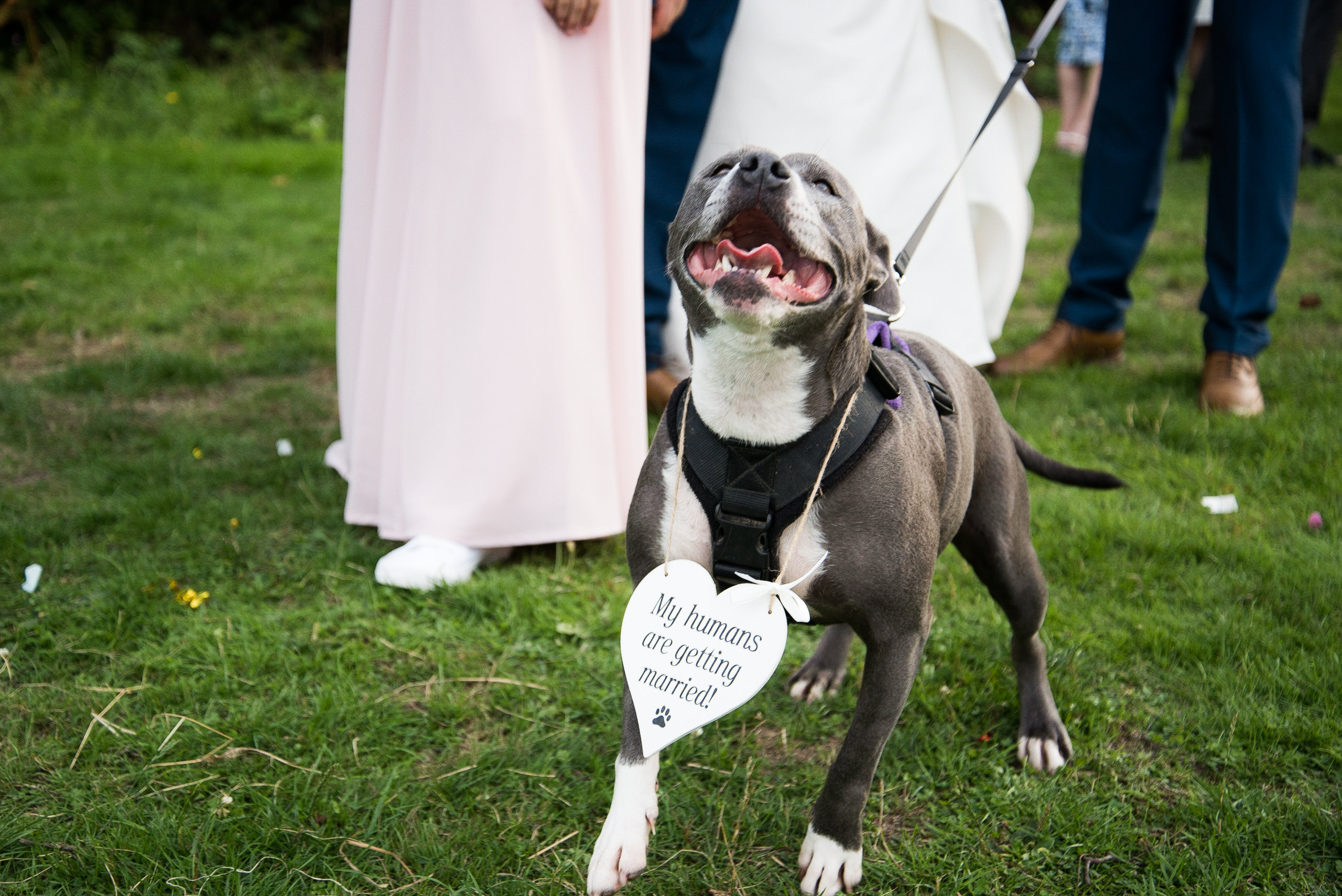Love dogs at weddings